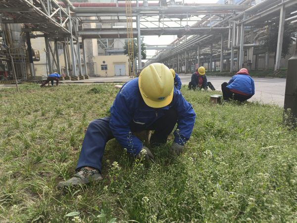 3月22日，行政保衛(wèi)部趙師傅等人在道路兩旁清除雜草。.jpg